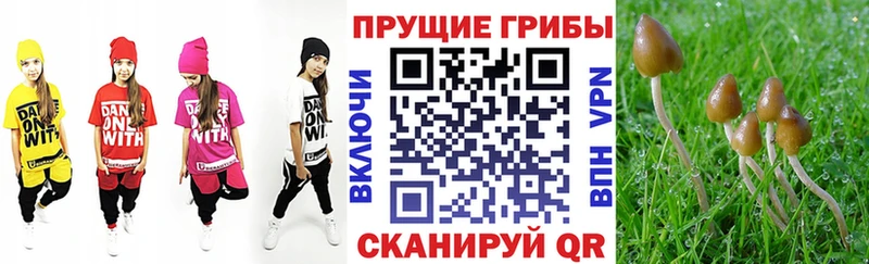 кракен ONION  даркнет Telegram  Псилоцибиновые грибы Psilocybine cubensis  как найти наркотики  Калининград 